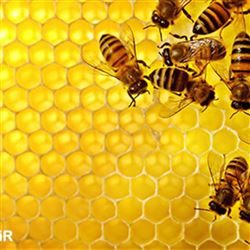 زندگی زنبور عسل ولانه سازی